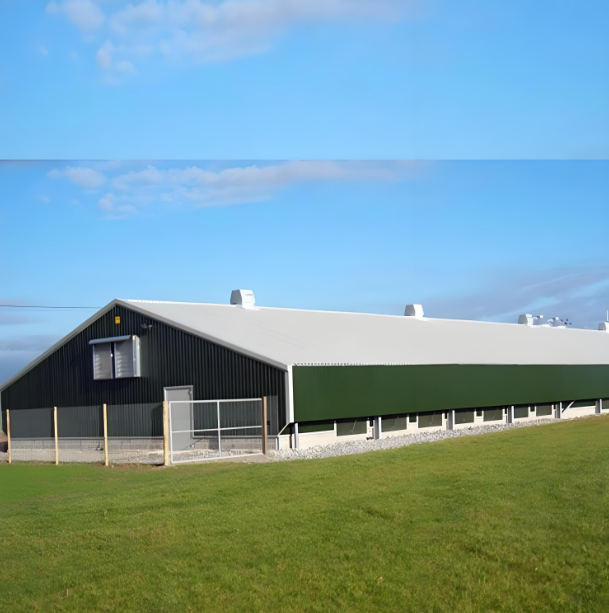 hen house for 1000 chickens