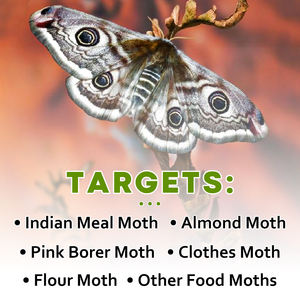 प्लास्टिक फ्लाई ट्रैप्स, रसोई के अलमारी और पैंट्री के लिए 12-पैक कीट नियंत्रण निगरानी जाल - Product Image 3