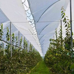 Bâche en polyéthylène renforcée bon marché, <span class=keywords><strong>anti</strong></span>-pluie acide, pour couvrir les vergers de cerises et de raisins - Product Image 2
