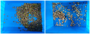 Machine de tri chromatique pour amandes, noisettes, noix, arachides et haricots - Product Image 2