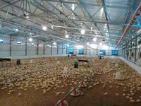 Automatización sistema de cría automatizado estructura de acero vaca cerdo pollo caballo cabra cobertizo granja granero avicultura estable
