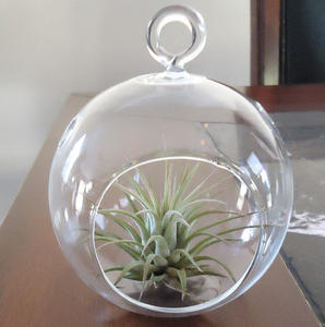 Terrario de Burbujas, Florero Colgante de Cristal MH-12647 - Product Image 3