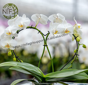 NIF bahçe bitki destek klipleri orkide kök klipler çiçek klipler kanca bahçecilik için - Product Image 1