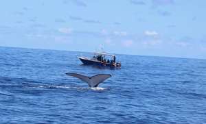 Barco de Pesca de 9m con Certificación CE, Aluminio 5083, Totalmente Soldado, Consola Central, Techo Grande, con Motor Fuera de Borda - Product Image 2