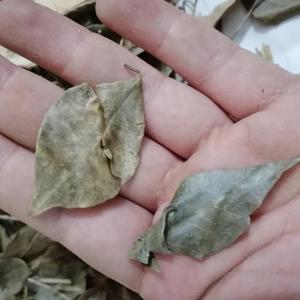 Jiu Li Xiang Kamuning Cortes secos naturales de alta calidad Hoja Et Cacumen <span class=keywords><strong>Murraya</strong></span> Dry <span class=keywords><strong>Murraya</strong></span> <span class=keywords><strong>Paniculata</strong></span> Ramita Hojas - Product Image 2