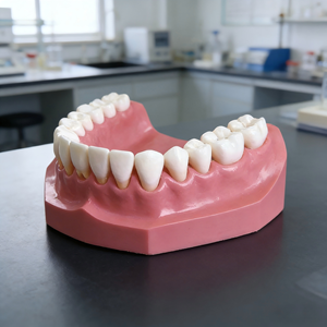 Modelo Anatómico de Desarrollo Dental - Modelo de Dentición Pediátrica Extraíble para Educación Dental - Product Image 2