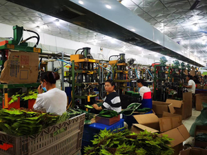 Plante artificielle verte en flocage de <span class=keywords><strong>sauge</strong></span>, herbe de lapin, vente en gros, source d'usine, fleurs artificielles en gros - Product Image 4