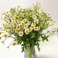 Fleurs de Camomille Fraîches Premium - Fournitures de Remplissage Floral en Gros