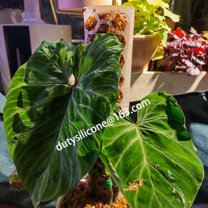 <span class=keywords><strong>Support</strong></span> de plantes grimpantes pour plantes d'intérieur, poteaux en mousse plastique pour la maison, plantes de <span class=keywords><strong>jardin</strong></span> - Product Image 4