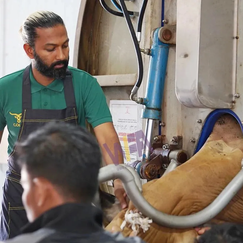 Sığır inek lal rotasyonel öldürme kutusu sığır mezbaha ekipmanı ters durumda tedarik