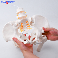 Modèle de bassin articulé grandeur nature en PVC, outil éducatif d'anatomie squelettique, os pelvien flexible avec fémur et vertèbres lombaires