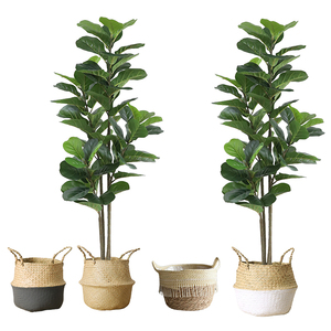 <strong>Fiddle</strong> <strong>Tree</strong> Hot Sale Artificial <strong>Fig</strong> Plants Plastic Ficus <strong>Trees</strong> <strong>Fiddle</strong> <strong>Tree</strong> - Product Image 3