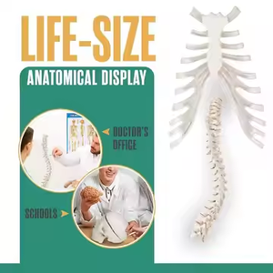 Modelo de hueso <span class=keywords><strong>humano</strong></span> para enseñanza médica, modelo de hueso de PVC de alta calidad, huesos dispersos en <span class=keywords><strong>el</strong></span> <span class=keywords><strong>cuerpo</strong></span> <span class=keywords><strong>humano</strong></span> - Product Image 2