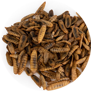 חייל שחור מיובש זעף רימות של הזחל חרקים בשר מיובשות חלבון גבוה - Product Image 6