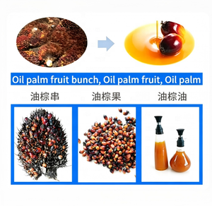 Machine automatique <span class=keywords><strong>à</strong></span> grande échelle pour la cueillette des fruits de palmier et la séparation des noyaux, capacité multifonctionnelle pour l'olive, capacité de 800-1000 kg/h - Product Image 4