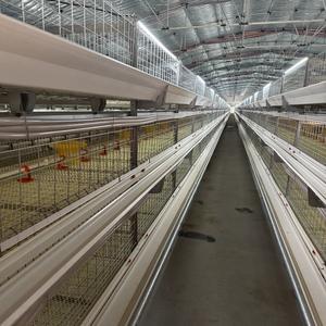 Équipement de cage à <span class=keywords><strong>poules</strong></span> <span class=keywords><strong>pondeuses</strong></span> de type H de haute qualité avec acier galvanisé à chaud, <span class=keywords><strong>abri</strong></span> et enclos multifonctionnels - Product Image 2