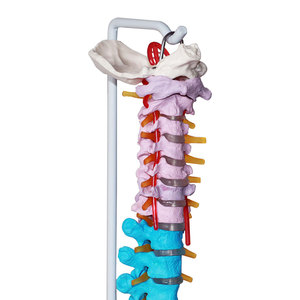 Modelo Didáctico de Columna Vertebral Humana de 85 cm con Nervios, Arterias y Pelvis, Modelo de Columna Vertebral para Enseñanza de Anatomía Humana - Product Image 6