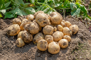 ราคาส่งออกมันฝรั่งสดมิเอะโทอินคุณภาพพรีเมียมหลายขนาดจากญี่ปุ่น - Product Image 3