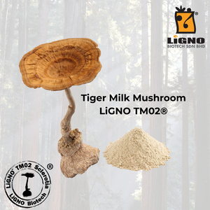 ผงสารสกัดเห็ดนมเสือ LiGNO TM02 ได้รับการรับรองฮาลาลและโคเชอร์ เกรดอาหารเพื่อสุขภาพ วัตถุดิบสำหรับ OEM ODM - Product Image 1