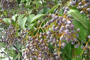 Nuovo fornitura Naturl fruttus Lucidum estratto in polvere Ligustri <span class=keywords><strong>Lucidi</strong></span> Ligustrum estratto in polvere - Product Image 3