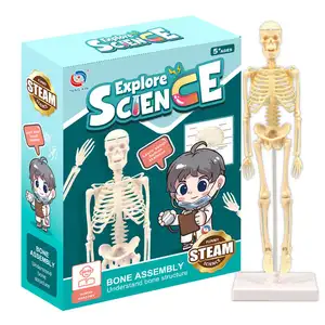 प्रारंभिक शिक्षा विज्ञान के लिए हॉट सेलिंग एसटीईएम बच्चों के खिलौने मिनी ह्यूमन स्केलेटन एनाटॉमी मॉडल साइंस क्लासरूम स्केलेटन मॉडल टूल