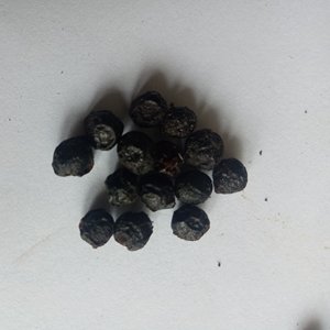 <span class=keywords><strong>Bi</strong></span> cheng qie fruits secs fruité Litseae Cubebae épices fruits noirs sauvages fruité Litseae - Product Image 4