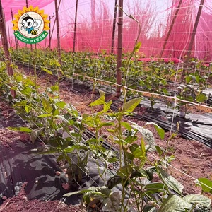 <span class=keywords><strong>Malla</strong></span> de Protección <span class=keywords><strong>para</strong></span> Cultivos Garden Bee, Resistente a los Insectos y a los Rayos UV, de Alta Resistencia - Product Image 5