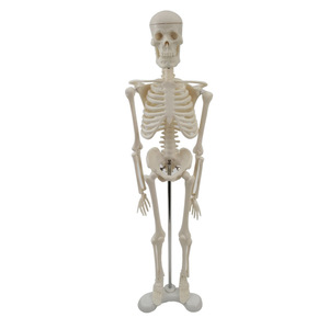 Modèle squelettique de 45 cm, équipement pédagogique médical, modèle squelettique humain en gros pour l'enseignement et l'équipement médical - Product Image 4