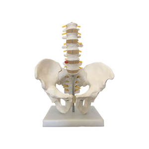 Model anatomi Lumbar dan panggul PVC terlaris model tulang manusia Life-Size untuk Latihan Sains & perawat medis - Product Image 2