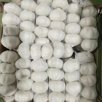 Nouvelle Récolte Ail Frais Pur Blanc Qualité Supérieure Grade A Ail Solo Blanc Normal Bulbe Unique 2.5-5.5cm Prix Usine Export Standard Vente en Gros