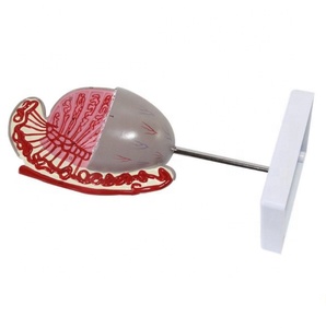 Testicoli umani in PVC ecologico CE/ISO - Product Image 4