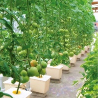Système de potager hydroponique en seau hollandais en plastique pour la culture en pot – Fournisseur d'usine