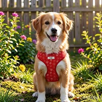 Harnais pour chien anti-traction personnalisé pour créateur de mode, réglable, rembourré, en maille polyester, faible MOQ, ensembles de harnais et de colliers