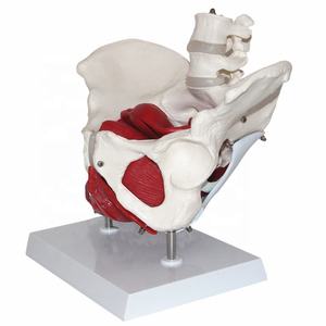 Modello Anatomico Smontabile del Bacino Femminile con Muscoli del Pavimento Pelvico e Modello Lombare - Product Image 5
