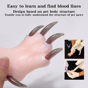 Modello Didattico in Silicone di Zampa di Cane, per Scuole di Toelettatura, Pratica di Taglio Unghie per Junior Estetisti per Animali - Product Image 5