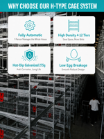 Système de cages automatiques pour poules pondeuses de type H, cages en batterie multi-niveaux, équipement d'élevage avicole en fil galvanisé pour la production d'œufs