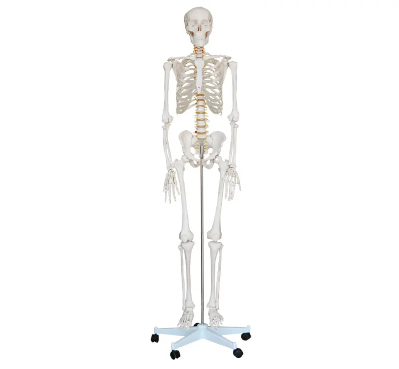 解剖学マネキンを教えるための医療科学等身大スケルトン180cm高品質PVCプラスチックモデル