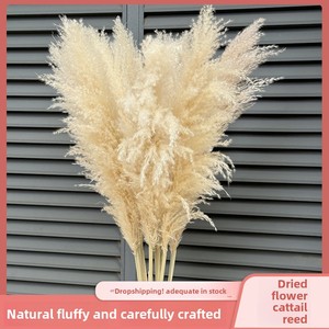 Bouquet de fleurs séchées en gros : Grandes herbes de la pampa, style nordique, pour décoration au sol, mariage, Nouvel An chinois - Product Image 5