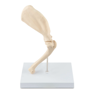 Cao-chi tiết Con Chó đầu gối Doanh mô hình | giải phẫu thú y Giáo Dục Công cụ với 3D dây chằng & xương cấu trúc - Product Image 2