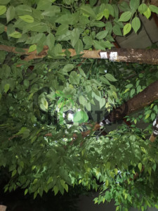 Trung Tâm Triển Lãm Trang Trí Nhân Tạo Đa Cây Chi Nhánh/Trong Nhà Lớn Bạch Đàn Nhân Tạo Ficus Cây Trang Trí - Product Image 6