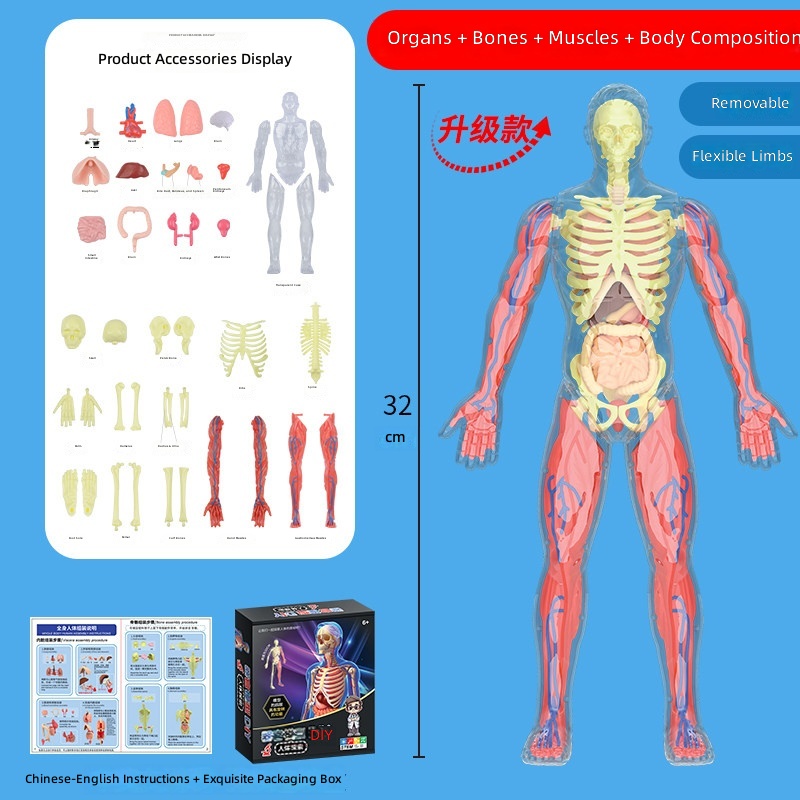 Muscle upgrade-32cm skeletal muscles