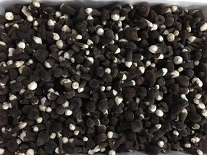 DETAN fungo fresco naturale/nutriente nero collybia albuminosa - Product Image 6