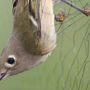 בנייה למניעת ציפורים 3*3 ס""מ רשת <span class=keywords><strong>HDPE</strong></span> שחור ציד מגן רשת נגד ציפורים עם מעכב בעירה מסוקס - Product Image 1