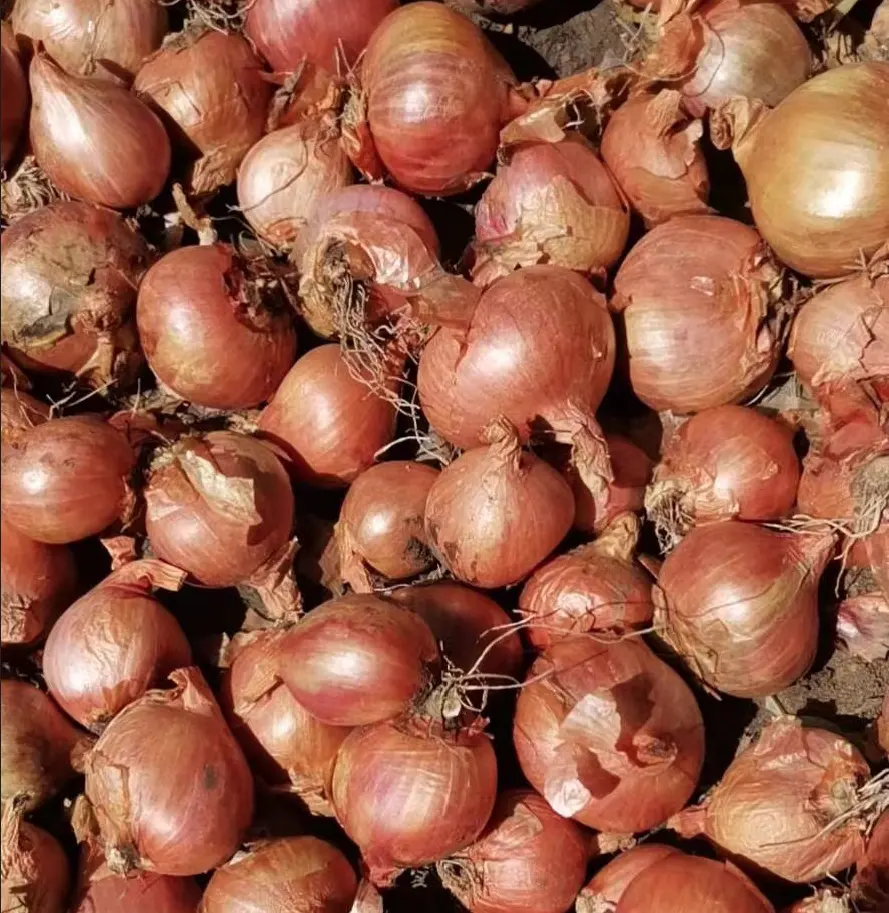 Factory Directly Sale 2023 Fresh Yellow Onion Brown Onion Non Peeled Onion Price Wholesaler