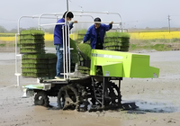 Machine de repiquage à haute efficacité 12.8HP 2ZGQ-825 transplanteur de semis de riz en vente