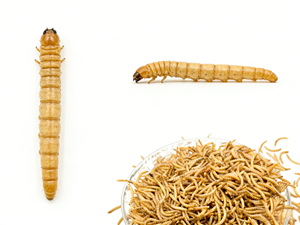 Vers de farine séchés de ferme, aliment propre, sain et nutritif <span class=keywords><strong>pour</strong></span> <span class=keywords><strong>animaux</strong></span> de compagnie, volailles et <span class=keywords><strong>animaux</strong></span> aquatiques - Product Image 2