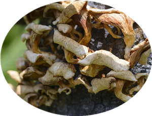 화이에르 버섯 분말 30% 트라메테 로비니오필라 추출물 분말 화이에르 버섯 추출물 - Product Image 2