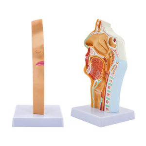 Modelo <span class=keywords><strong>de</strong></span> <span class=keywords><strong>garganta</strong></span> nasal Oral y Patología Nasal, modelo <span class=keywords><strong>de</strong></span> Anatomía <span class=keywords><strong>de</strong></span> <span class=keywords><strong>la</strong></span> cabeza, nasofaringe médica, faringe, boca, laringe y cavidad <span class=keywords><strong>de</strong></span> <span class=keywords><strong>la</strong></span> <span class=keywords><strong>garganta</strong></span> - Product Image 5