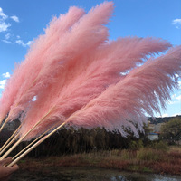 Herbe de la Pampa Colorée en Gros, Faite à la Main, 120 CM, pour Décoration d'Arche de Mariage et de Noël, Fleurs Préservées