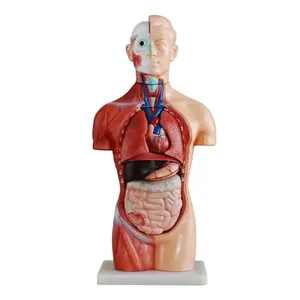 DARHMMY 42cm modelo de torso humano sin sexo 18 piezas modelo anatómico para ciencia médica